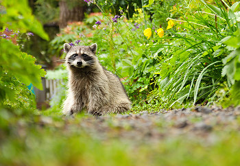 A Raccoon in the Back Garden ~ Raccoon picture from Vancouver Canada.