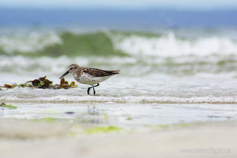   Sandpiper photo