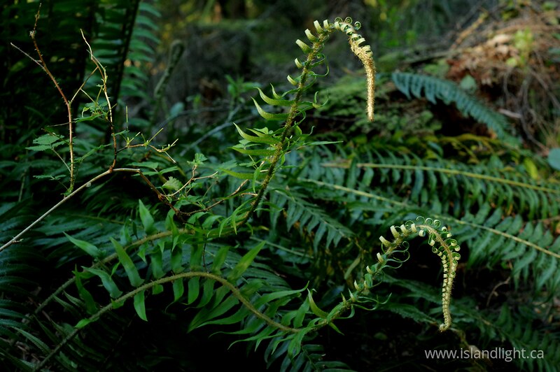 Two ferns - Cortes Island Fern photo