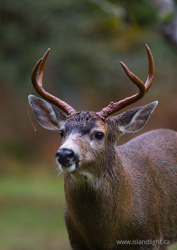   Deer photo