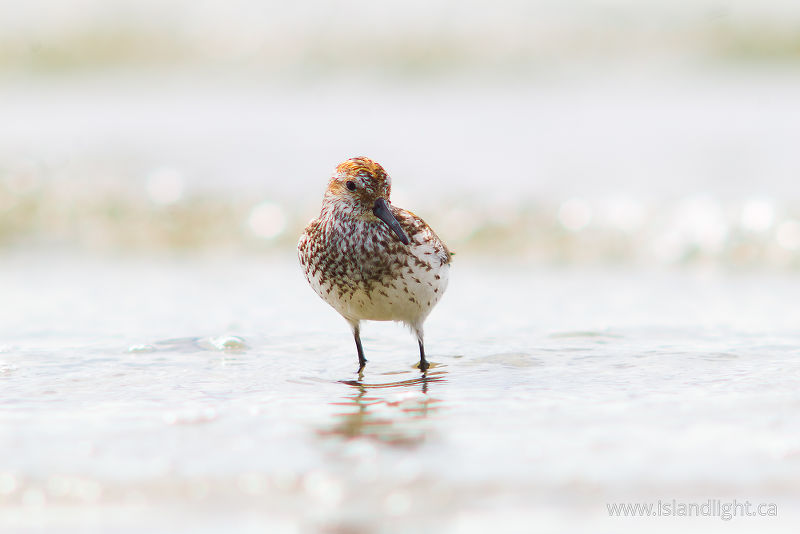   Sandpiper photo