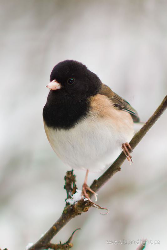   Junco photo