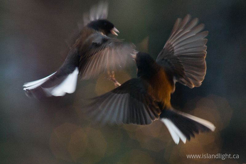   Junco photo