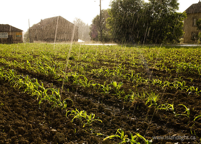   Corn field  photo