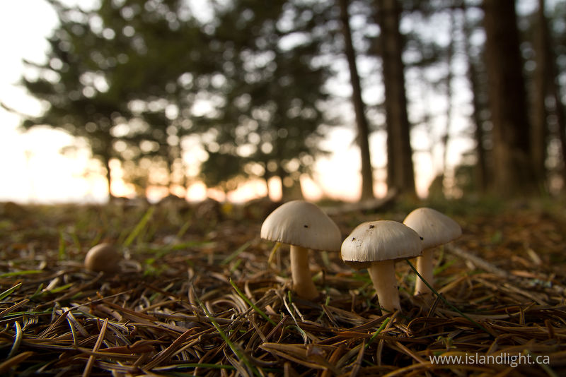  Mushroom photo