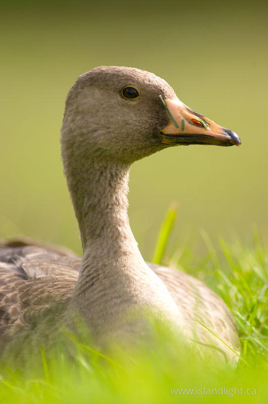   Goose photo