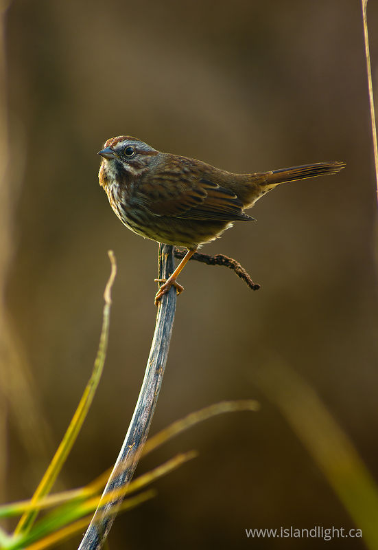   Sparrow photo
