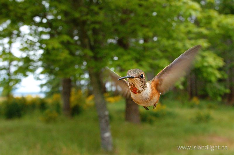   Hummingbird photo