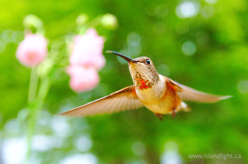   hummingbird photo