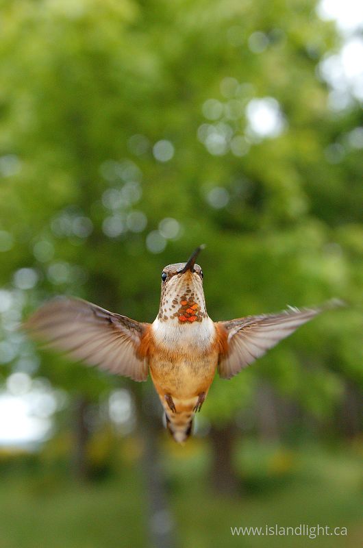   Hummingbird photo