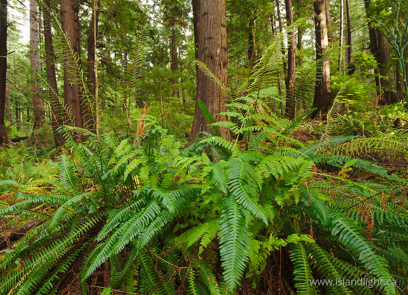   Fern photo
