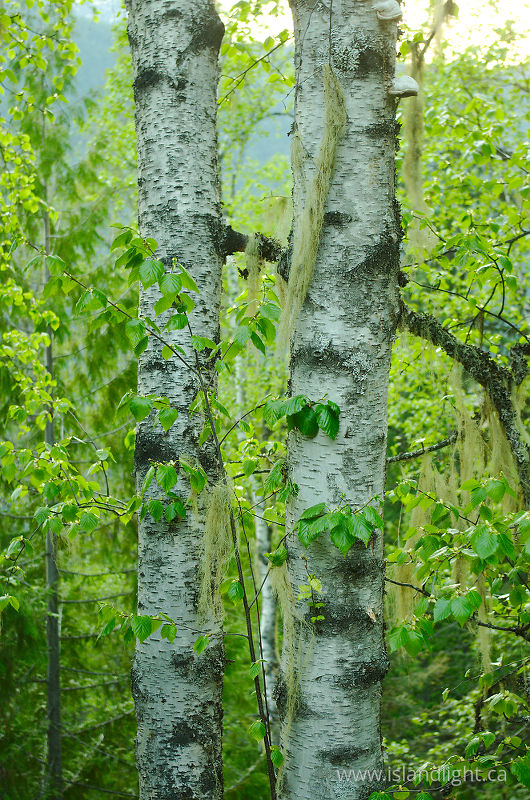   Birch Tree photo