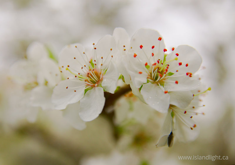   Cherry Flower photo