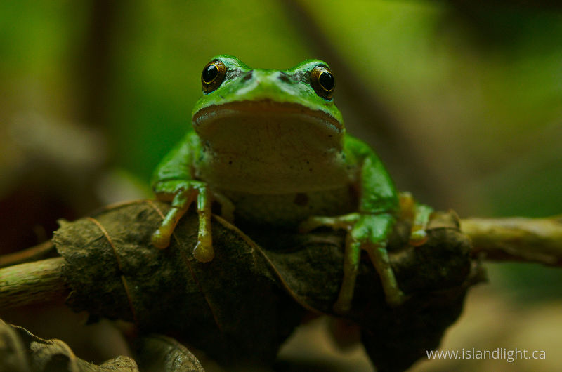   Tree Frog photo