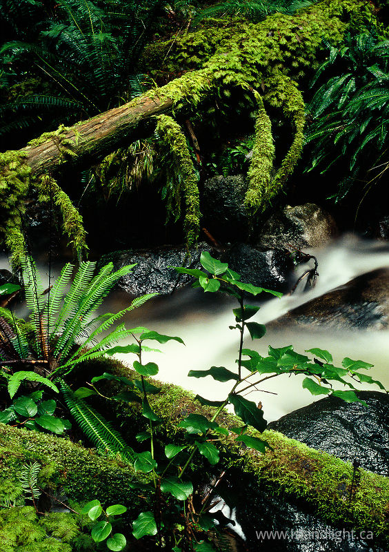  Rainforest photo