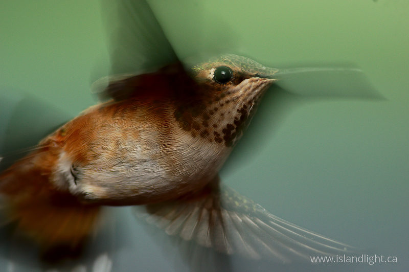   Hummingbird photo