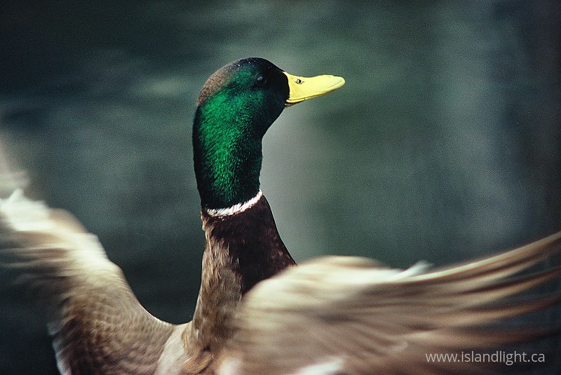   Duck photo