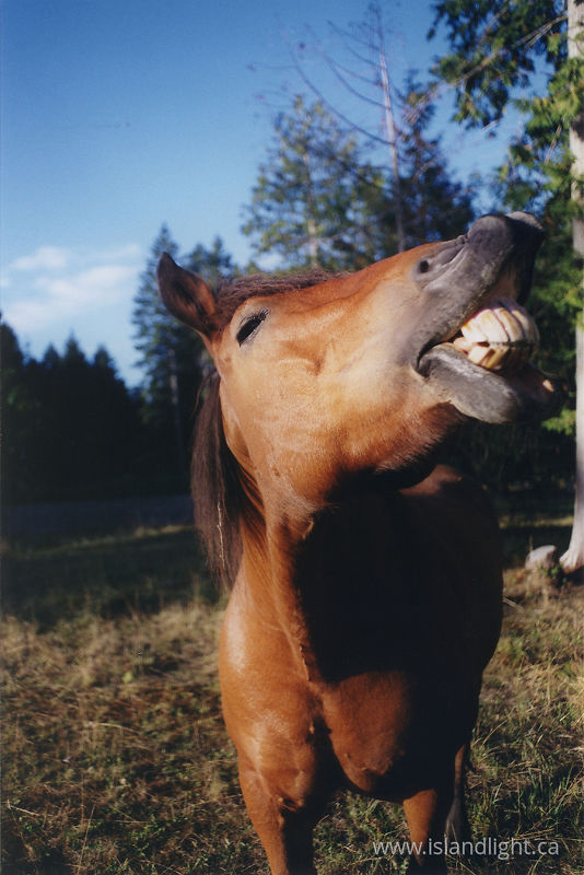   Horse photo