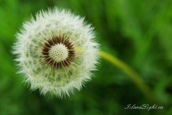 Dandilion ~ Dandilion Photo from Aillevillers France.