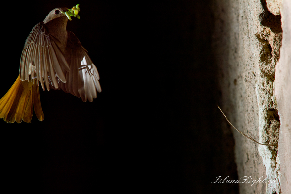 Mother Redstart ~ Flycatcher Photo from Aillevillers France.