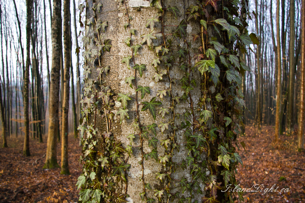 Plant photo from  Aillevillers,  France.