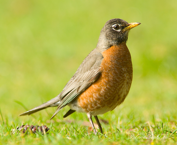   Thrush photo