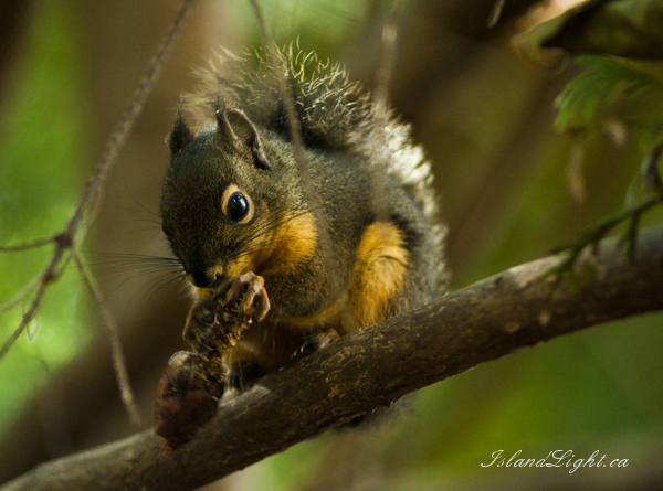   Squirrel photo