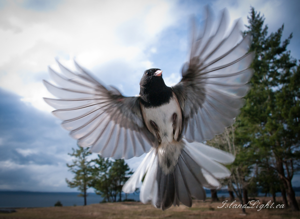   Junco photo