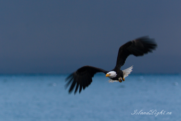   Bald Eagle photo