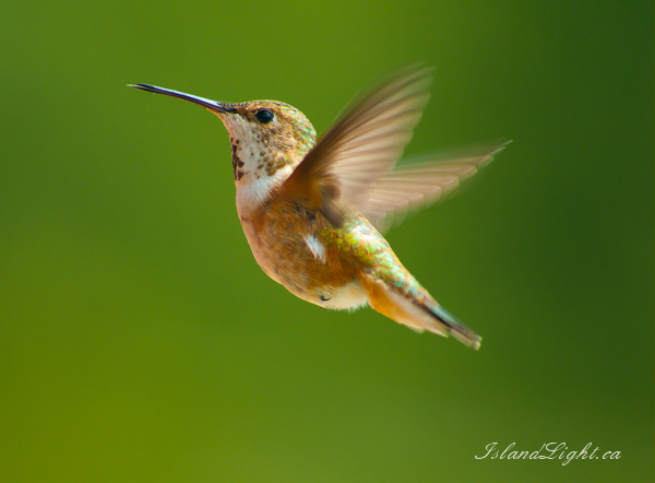   Hummingbird photo