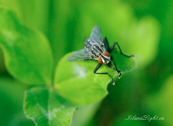   Fly photo