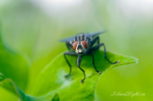   Fly photo