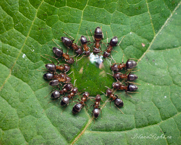   Ant photo