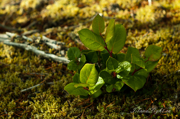 Small Salal - Cortes Island  photo