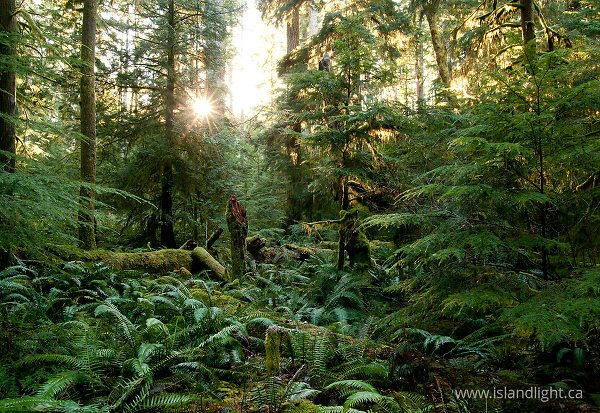 Light in the Forest No. 3 - Cortes Island Forest photo