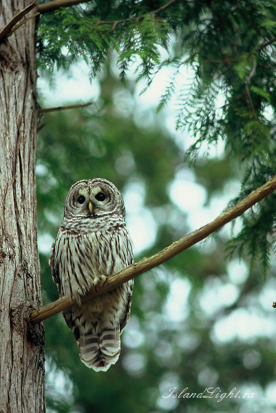 Barred Owl -  Owl photo