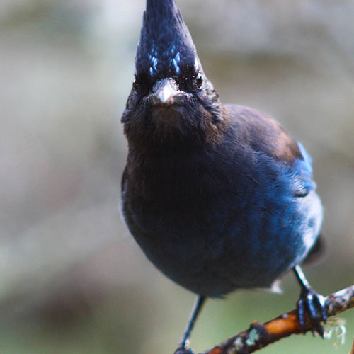 Bird picture from  Cortes Island, BC Canada.