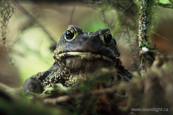Western Toad ~ Toad Photo from Bond Sound Canada.