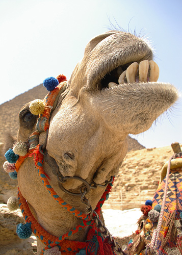Mammal picture from  Giza,  Egypt.