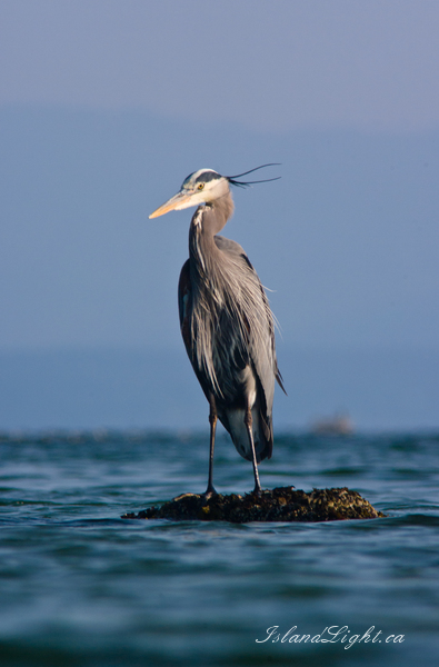 Bird  photo from Smelt Bay Cortes Island, BC Canada.
