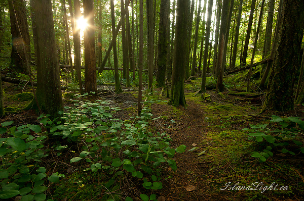 Landscape  photo from Green Mountain Cortes Island, BC Canada.