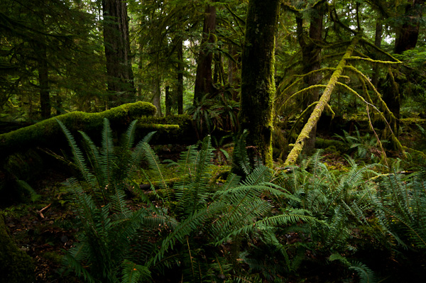 Landscape  photo from Basil Brook Cortes Island, BC Canada.