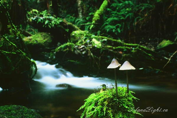 Landscape photo from  Cortes Island, BC Canada.