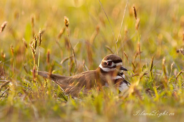 Mother Killdeer ~ Plover picture from Cortes Island Canada.