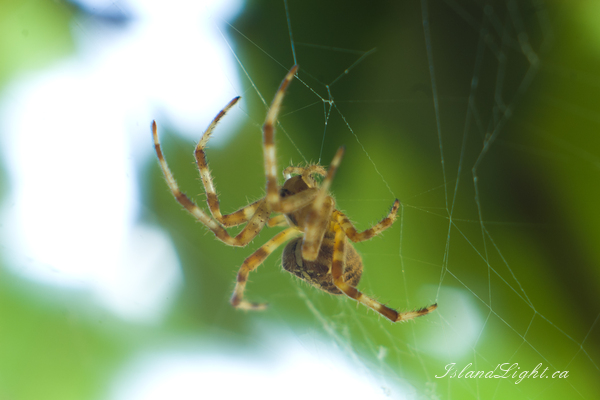 Insect photo from  Cortes Island, BC Canada.