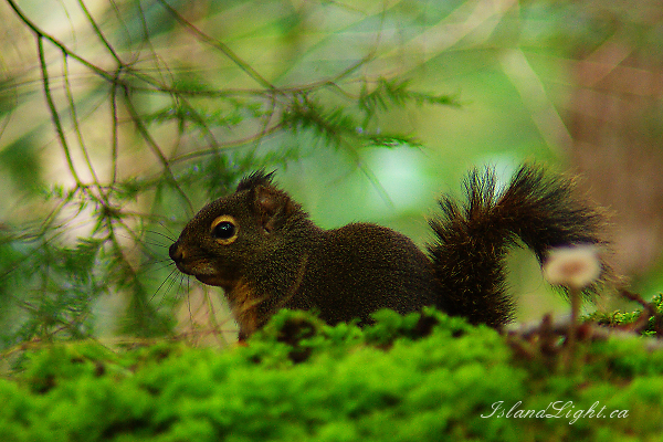 Mammal  photo from  Cortes Island, BC Canada.