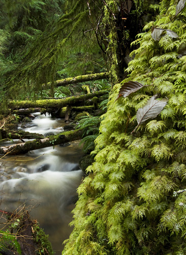Landscape photo from Gorge Harbour Cortes Island, BC Canada.