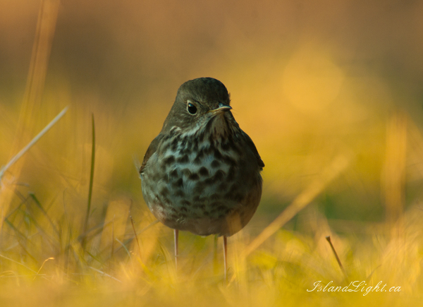 Bird  photo from  Cortes Island, BC Canada.