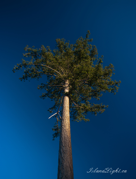Plant  photo from  Cortes Island, BC Canada.