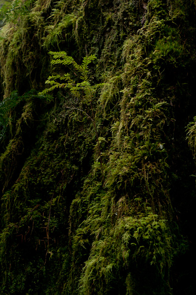 Plant  photo from Basil Brook Cortes Island, BC Canada.